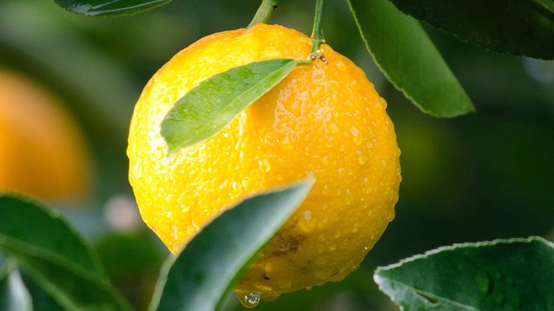 离心管材质：揭秘实验室中不可或缺的“配角”**